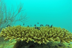 DCIM100GOPRO