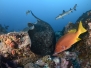 Cocos Island